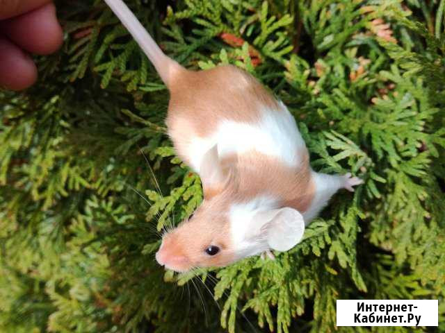 Мышата,мышки,сатиновые,голые,велюровые, флоковые Москва - изображение 1