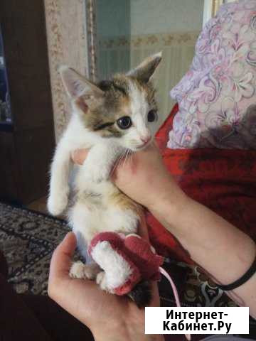 Котята ищут самых лучших хозяев и дом Дзержинск - изображение 1