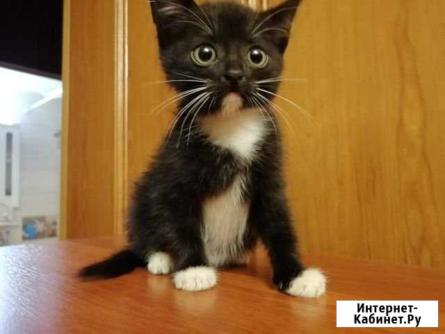 Котёнок в добрые руки Раменское - изображение 1