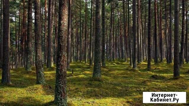 Участок 10 сот. (СНТ, ДНП) Сертолово - изображение 1