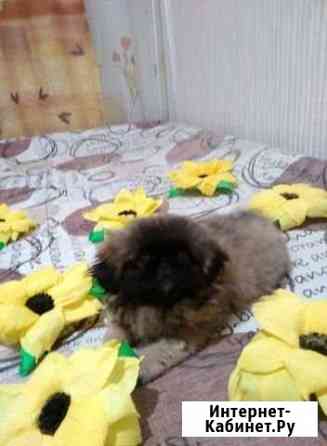 Пекинчик Ставрополь