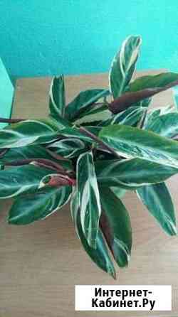 Строманта Благовещенск