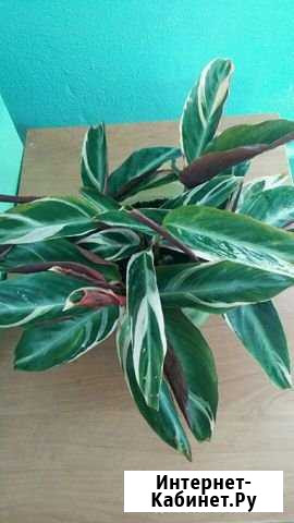 Строманта Благовещенск - изображение 1