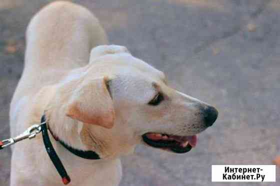 Лейси ищет дом Тула