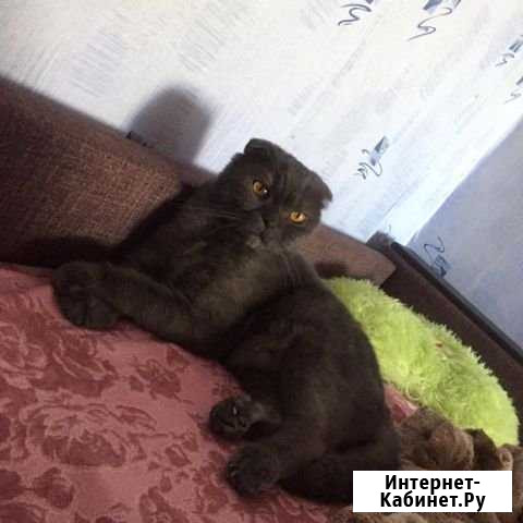 Вислоухий британец Новочеркасск - изображение 1