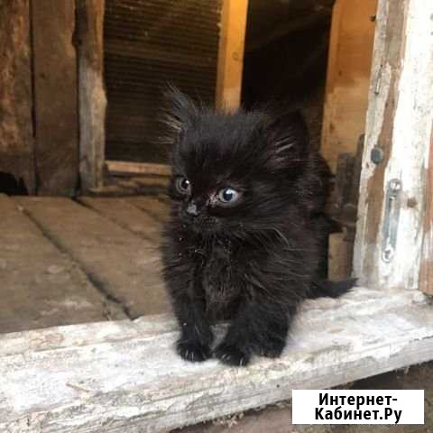 Отдам в добрые руки Железногорск - изображение 1