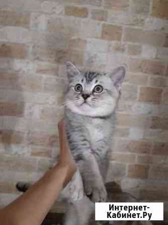 Великолепный шотландик оч редкого и драгоцен окрас Краснодар