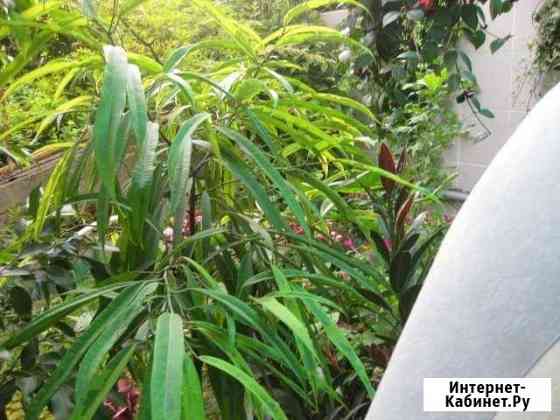 Лавровый лист Сочи