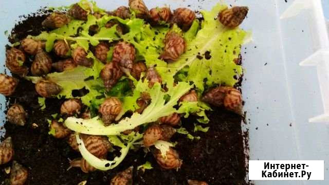 Улитка Смоленск - изображение 1