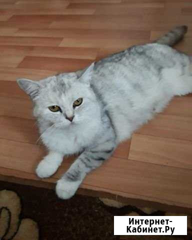 Котята Кузнецк - изображение 1