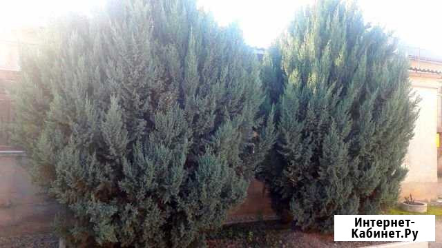 Кусты красивые ухоженные. Растет дома Нальчик - изображение 1