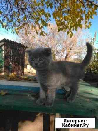Котенок британский Волгодонск