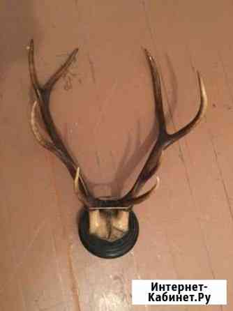 Рога оленя Волгоград