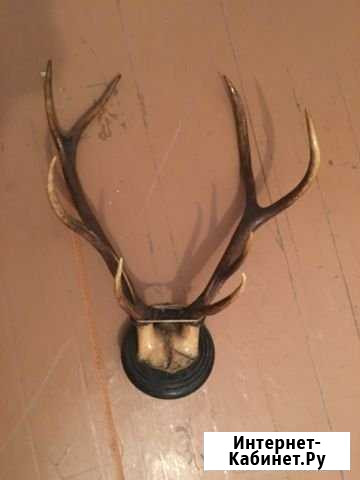 Рога оленя Волгоград - изображение 1