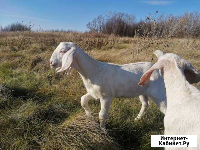 Нубийские козлята Уфа - изображение 1