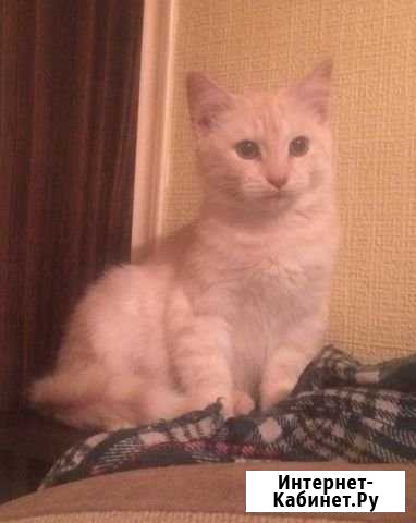 Котёнок стерилизованный в добрые руки Новосибирск - изображение 1