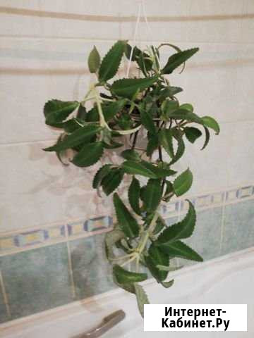 Каланхое лечебный Томск - изображение 1