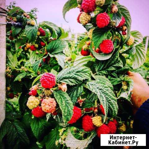 Бабье лето 2 Нарткала - изображение 1