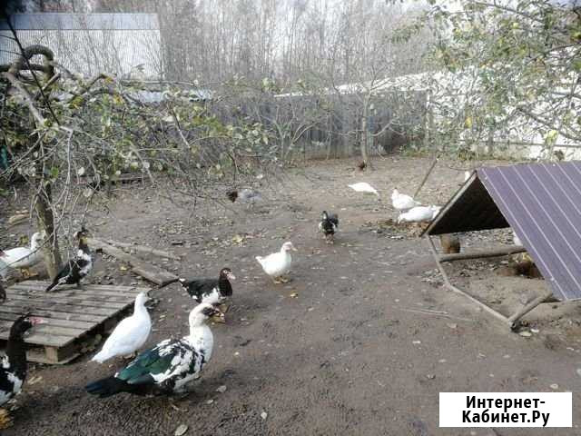 Индоутки Боровск - изображение 1