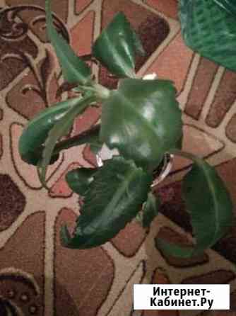 Каланхоэ Омск