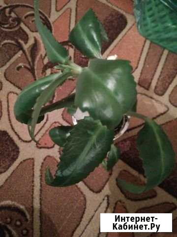 Каланхоэ Омск - изображение 1