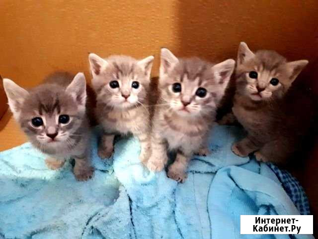 Породистые котята Бирск - изображение 1