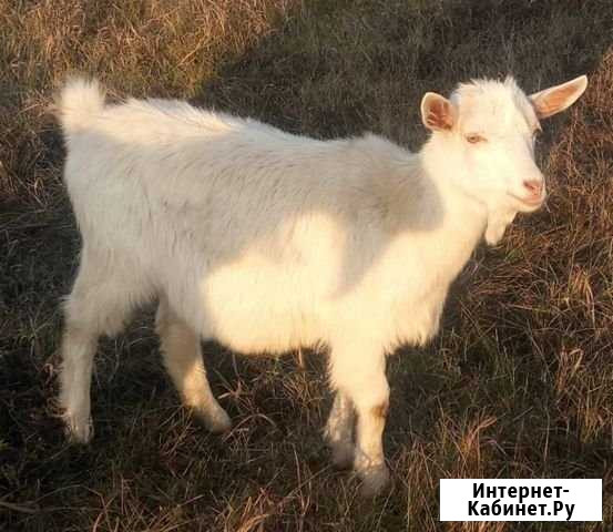 Продаются козы Отрадный - изображение 1