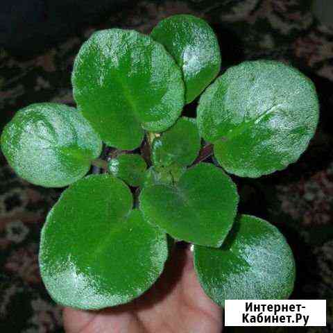 Фиалки Волжский Волгоградской области