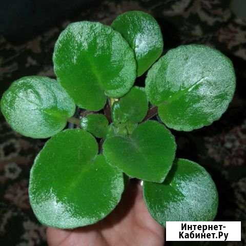 Фиалки Волжский Волгоградской области - изображение 1