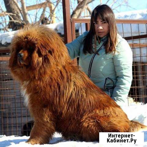 Мастиф Белово - изображение 1