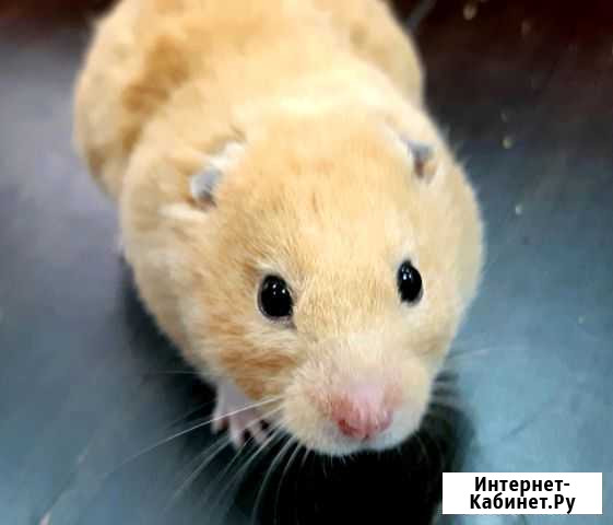 Сирийские хомяки Екатеринбург - изображение 1