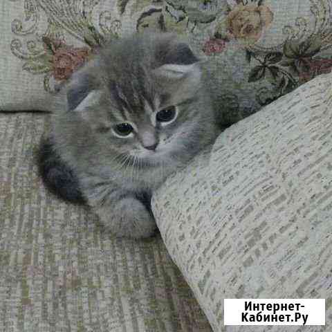 Шотландская -вислоухая Волгоград