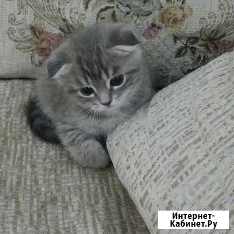 Шотландская -вислоухая Волгоград - изображение 1