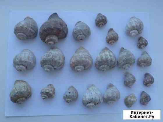 Продам морские ракушки Великий Новгород