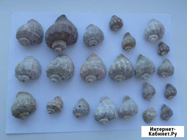Продам морские ракушки Великий Новгород - изображение 1