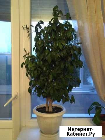 Фикус Бенджамина Дзержинск - изображение 1