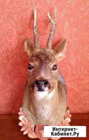 Охотничий трофей Косуля Белгород