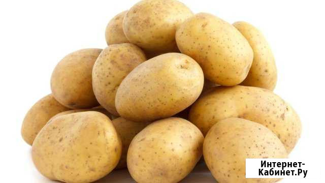 Картофель Миасс - изображение 1
