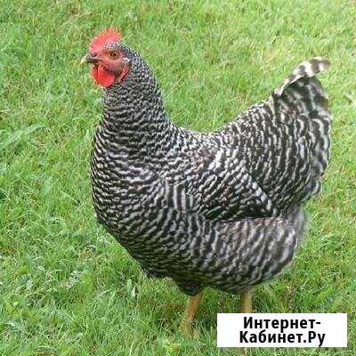 Куры Несушки Нижний Новгород - изображение 1