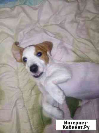 Чистокровный Джек Рассел мальчик Воронеж