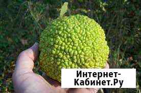 Маклюра Адамова яблока Моздок