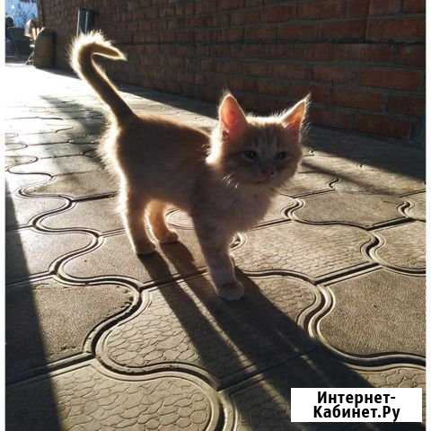 Котята Кущевская - изображение 1