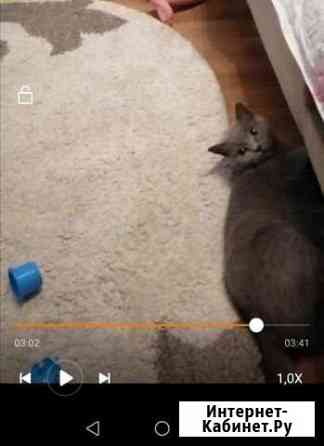 Пропала кошка Шахты