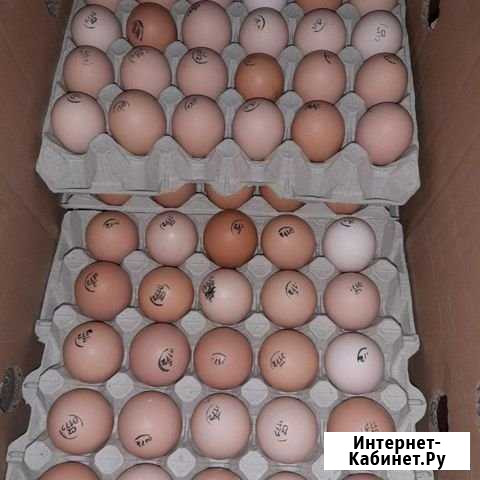 Инкубационное яйцо бройлеры, несушки Йошкар-Ола - изображение 1