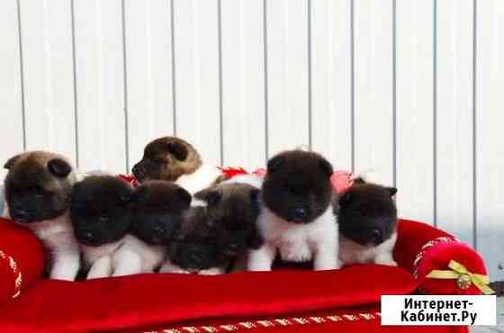 Щенки американской акиты Воронеж