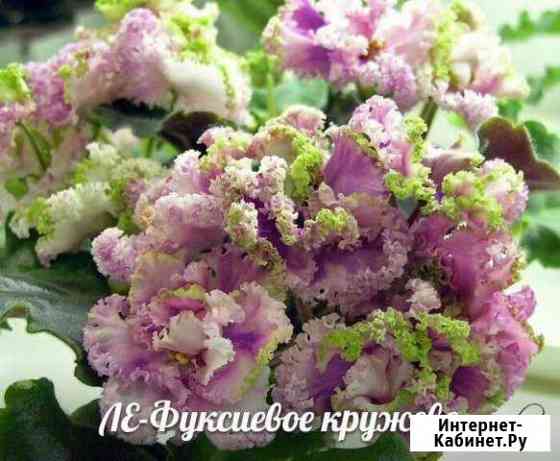 Черенки фиалок Электросталь