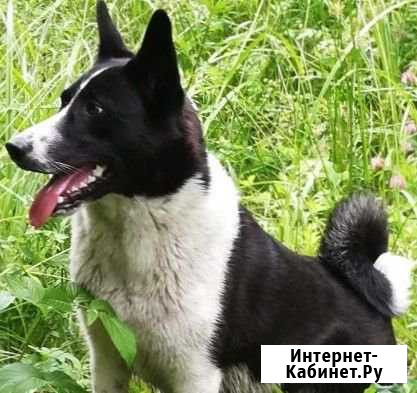 Продаются Щенки Карельской Медвежьей Лайки Пушкин - изображение 1