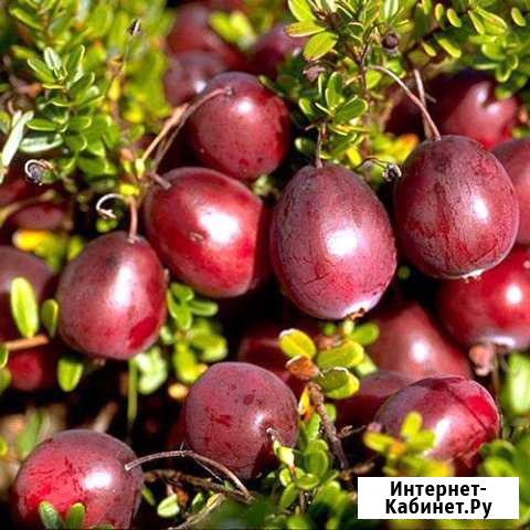Саженцы крупноплодной клюквы садовой Новомичуринск - изображение 1