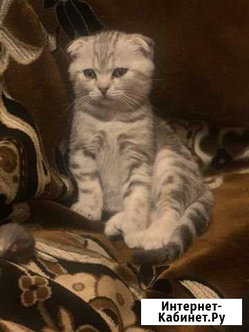 Шотландский котик Вольгинский - изображение 1
