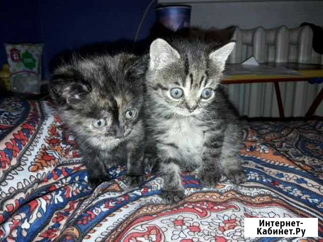 Котята девочки Ижевск - изображение 1